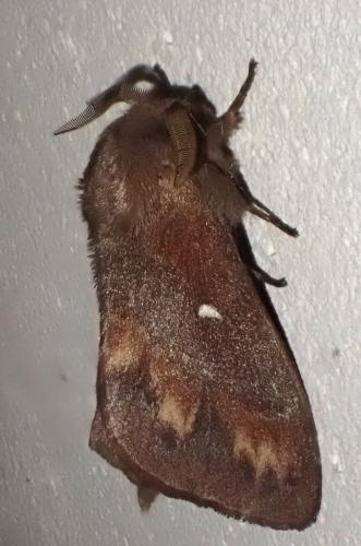 Réf. 304 736 : Dendrolimus pini
